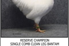 Bantam_1_copy