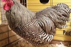 Barred-Cockerel-by-Janice-Hall
