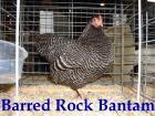 Barred-hen-by-Matt-Lhamon-and-Mike-Sayre