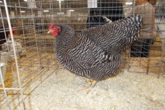 Barred-pullet-Eastern-Regional-2018