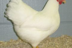 Champion-Bantam-Central-Ind.-Poultry-Show-2009-Jeff-Halbach-e1609804687384