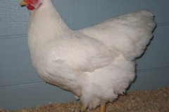 Champion-LF-Ohio-National-Poultry-Show-Columbus-OH-2009
