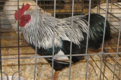 Cockerel-of-Guy-Roy