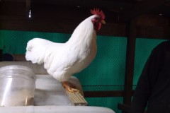 DSCF1421