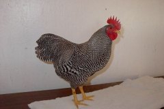 Nice-Cockerel-by-Janice-Hall-of-Rock-Hill-Poultry