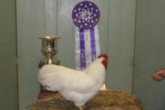 White-male-by-Twisted-Feather-Farms-Terry-Britt-and-Darren-Holly