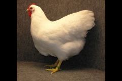 normal_white_rock_P_halbach_central_ind07_grand_l_f_