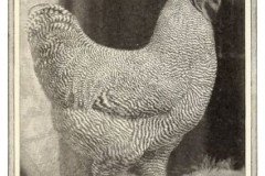 1908-Barred