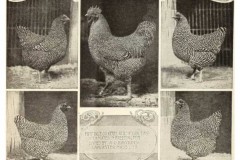 1909-mating-pen