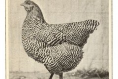 1910-2nd-prize-pullet