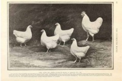 1910-Whites
