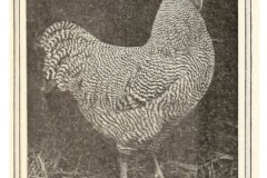 1911-BR