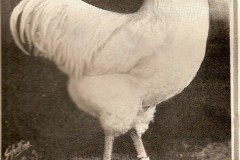 A-Classic-White-Rock
