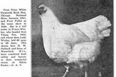Halbach-female
