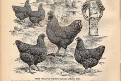 barred_rocks_historical.jpg-nggid03238-ngg0dyn-240x160x100-00f0w010c011r110f110r010t010