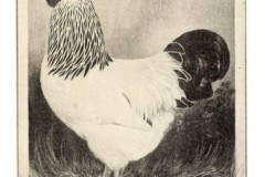 first-columbian-rock-cockerel-1911