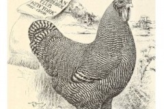 ringlet-cockerel