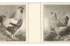 silver-penciled
