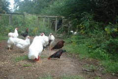 Flock-of-Bob-Blosls-Large-Fowl-2