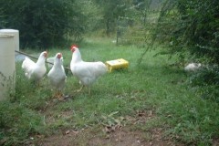 Flock-of-Bob-Blosls-Large-Fowl-3