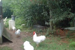Flock-of-Bob-Blosls-Large-Fowl-4