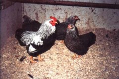 Flock-of-Silver-Penciled-by-Bob-Hawes