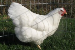 Show-Champion-Bluegrass-Poultry-Show-KY-2009