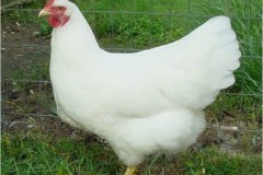 White-pullet-Akers