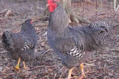 Yellow9withpullets2