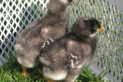 barred_rock_chicks_male_female08