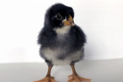 chick