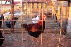 rooster_2010_Fall_037