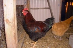 rooster_2010_Fall_039